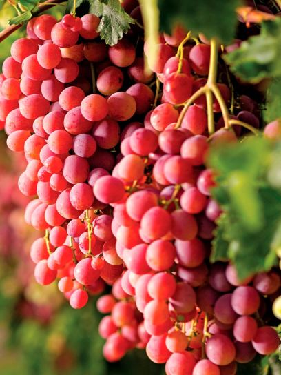 Uva "Suffolk Red" contenitore (C3)