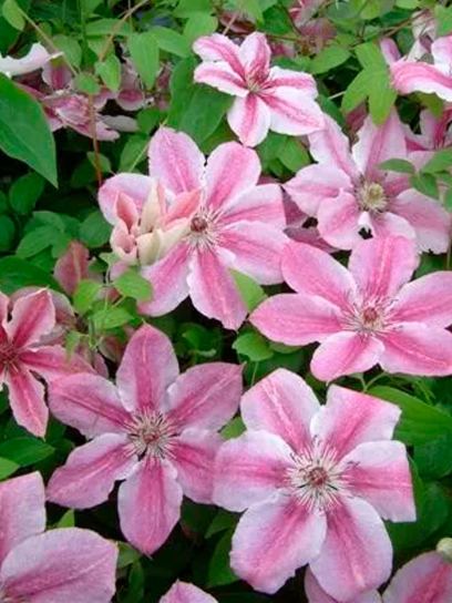 Clematis "Darius" container (C2)