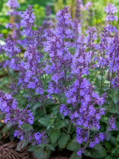 Nepeta faassenii "Walker's Low"