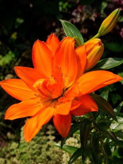 Lilium "Hulk"
