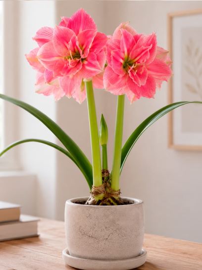 Hippeastrum "Sweet Nymph"