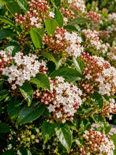Viburnum (Laurustinus)