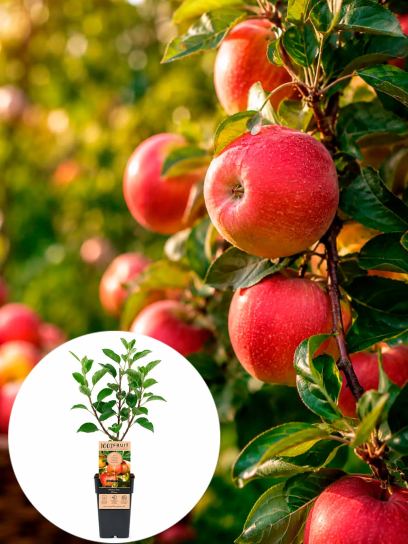 Apple tree `Elstar` container (P15)