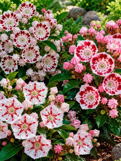 Mountain Laurel Garden Collection – 3 Plants