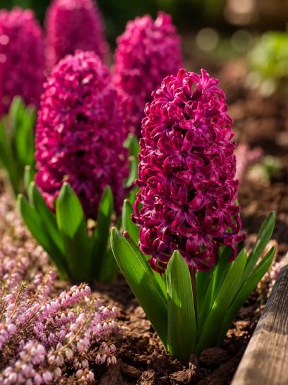 Hyacinthus "Woodstock"