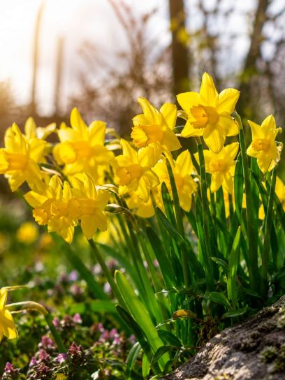 Narcis "Sunlight Sensation"