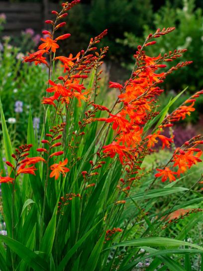 Crocosmia "Bicolor"