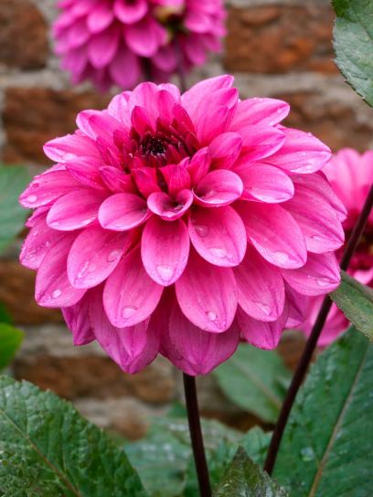 Dahlia "Melissa Anna Marijke"