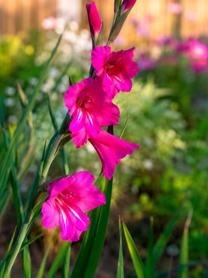 Gladiolus communis subsp. byzantinus