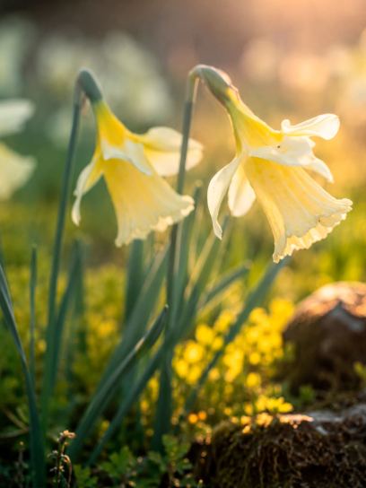 Narcissus "W.P. Milner"