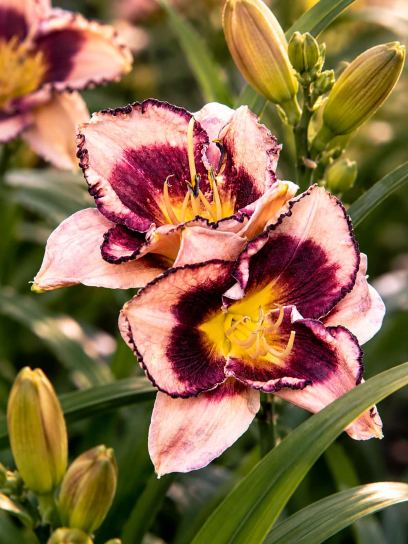Hemerocallis "Stormy Skye"