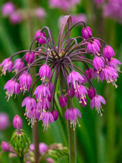 Allium cernuum