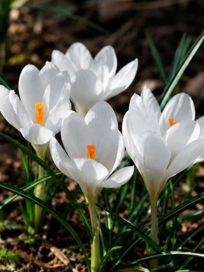 Crocus weldenii "Miss Vain"