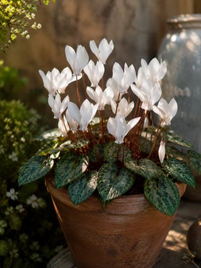 Cyclamen cilicium "Album"