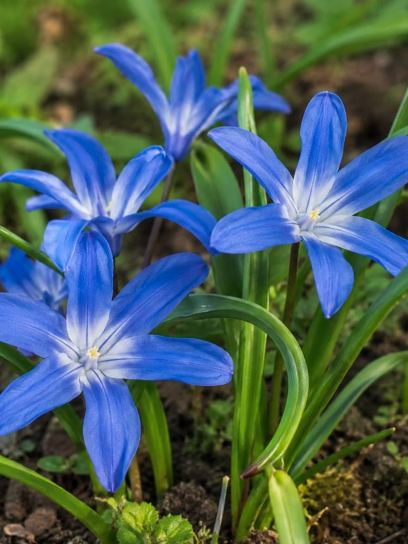 Tecophilaea cyanocrocus