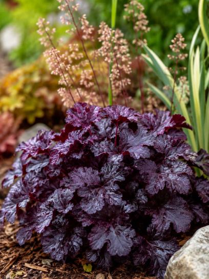 Heuchera "Obsidian"