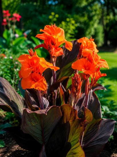 Canna "Ingeborg"