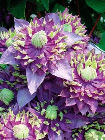 Clematis "Taiga" container (C2)