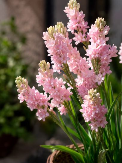 Polianthes tuberosa Chia Nong "Sensation"