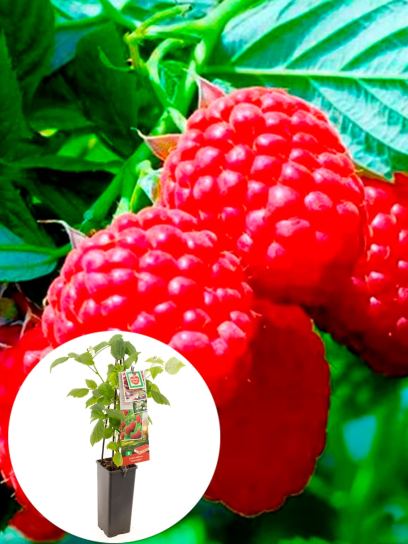 Framboise "Tulamagic" conteneur (P11)