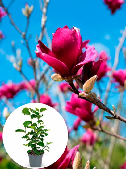 Magnolia "Genie" (pbr) pojemnik (P23)