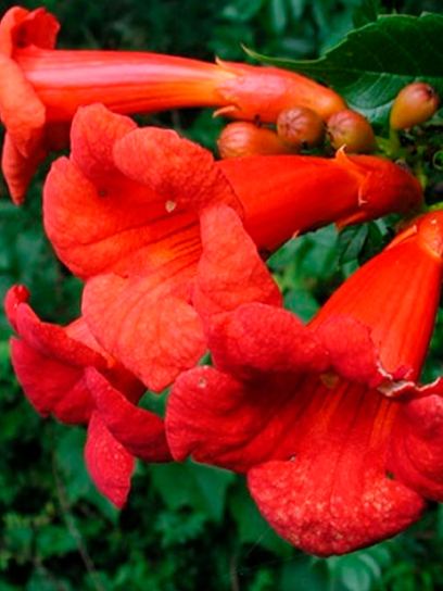 Trumpet Vine "Stromboli" container (C3)