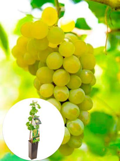 Raisin „Bianca“ conteneur (P11)