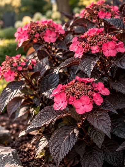 Hydrangea ‘Daredevil’ (Mountain)