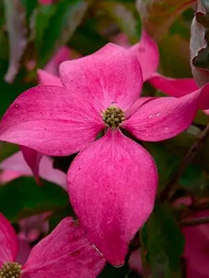 Dogwood "Scarlet Fire" container (C4)