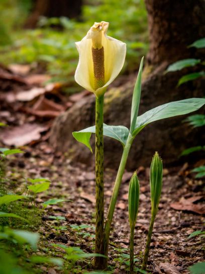 Amorphophallus napalensis