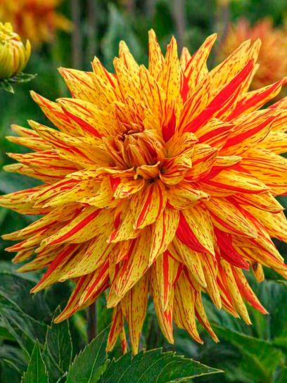 Dahlia "Gelber Vulcan"