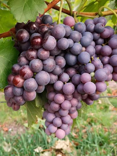 Grape "Erdbeertraube" container (C3)