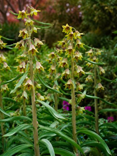 Fritillaria sewerzowii