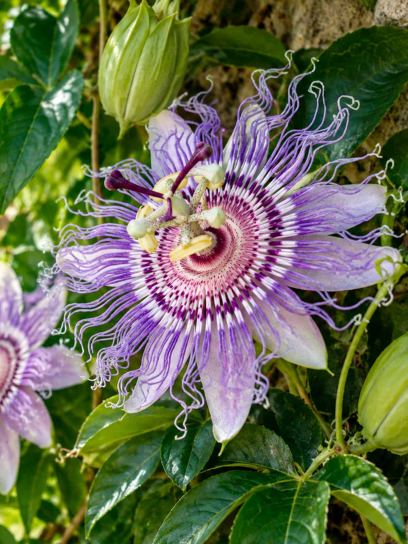 Passionflower ‘Eia Popeia’