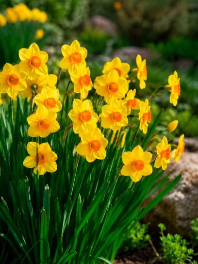 Narcissus "Red Devon"