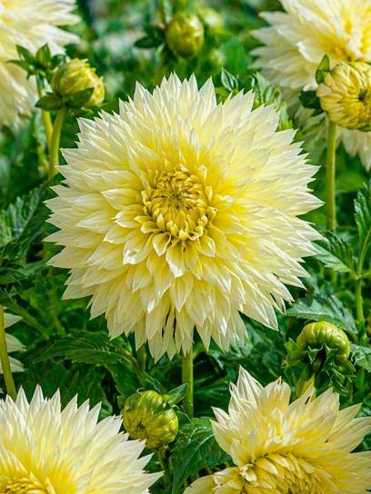 Dahlia "Canary Fubuki"