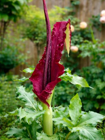 Dracunculus vulgaris