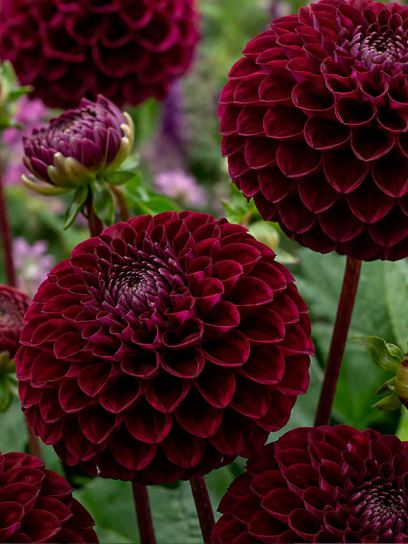 Dahlia "Hollyhill Dark Beauty"