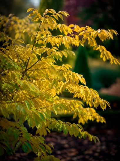 Acer conspicuum "Silver Vine"