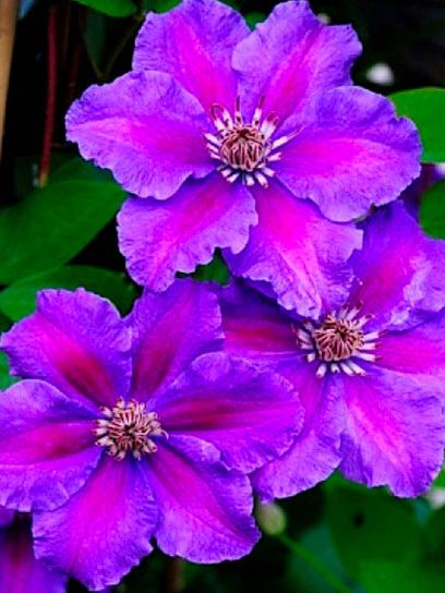 Clematis "Ashva" container (C2)