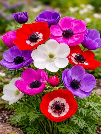 Anemone coronaria "De Caen" mix