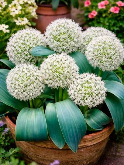 Allium karataviense "Ivory Queen"