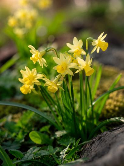 Narcissus "Angel's Whisper"
