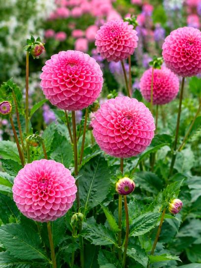 Dahlia "Zippity Do Da"