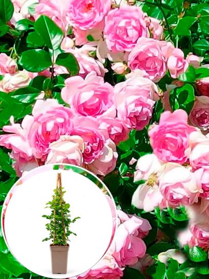 Rose "Jasmina" container (P17)