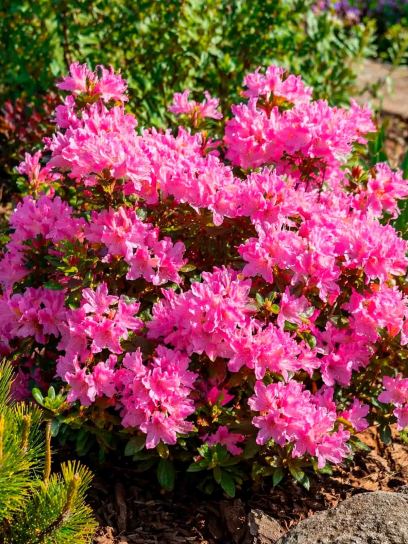 Japanese Azalea "Kermesina" container (P17)