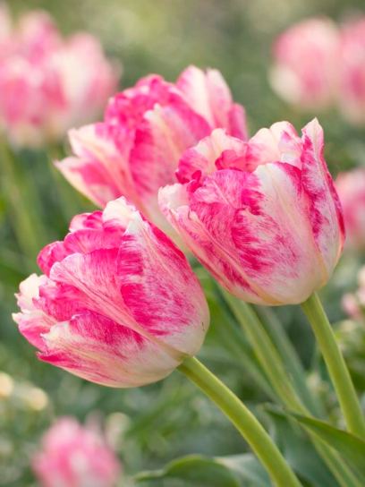 Tulip "Dream Club"