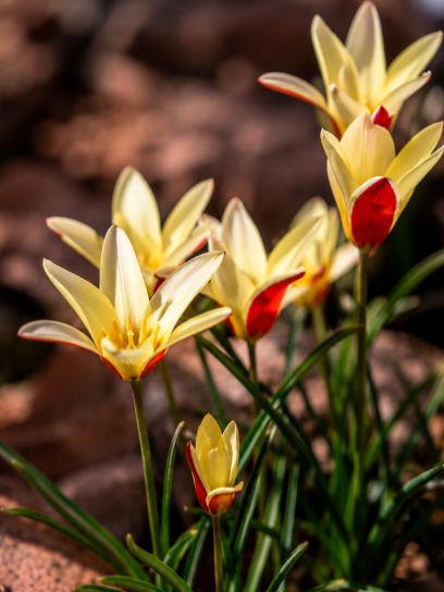 Tulipa clusiana "Tinka"