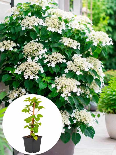 Hydrangea petiolaris container (P9)