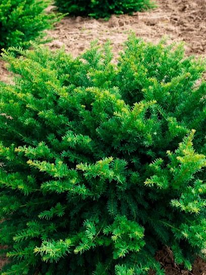 Yew "Repandens" container (C2)